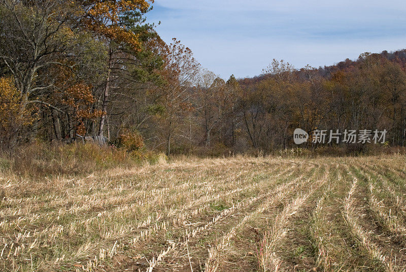 10月，宾夕法尼亚州的玉米田刚刚收获