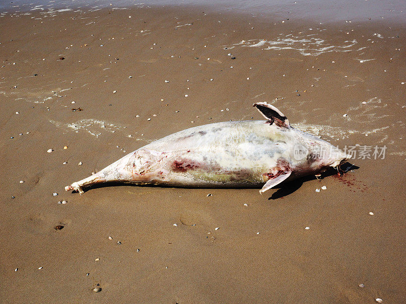 死去的海豹,特塞尔绵羊