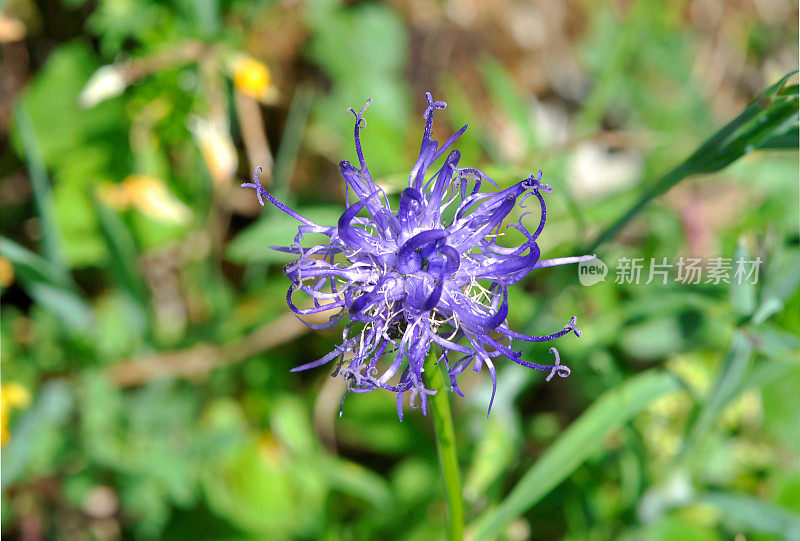 紫金山花