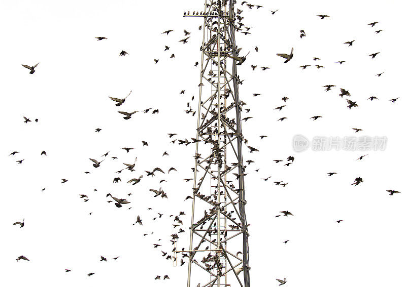 一群椋鸟围着金属塔飞行。