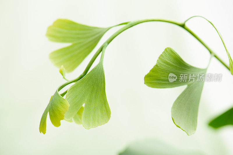 Gingko树叶