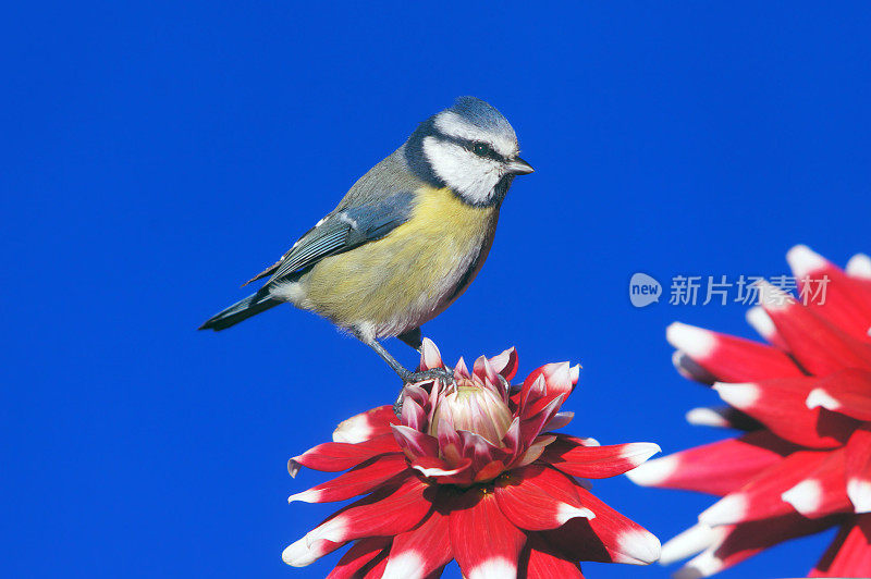 对大丽花Bluetit