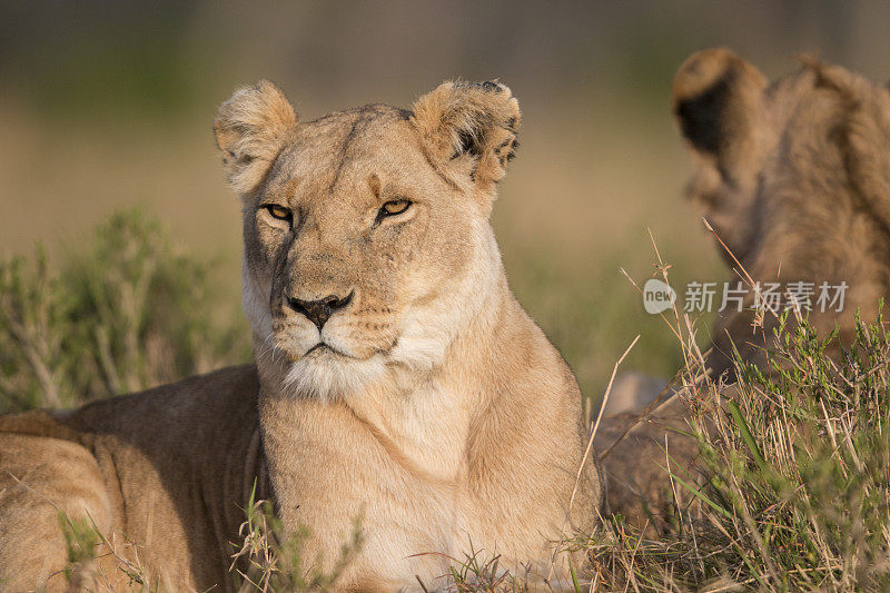 躺下的母狮，马赛马拉，肯尼亚