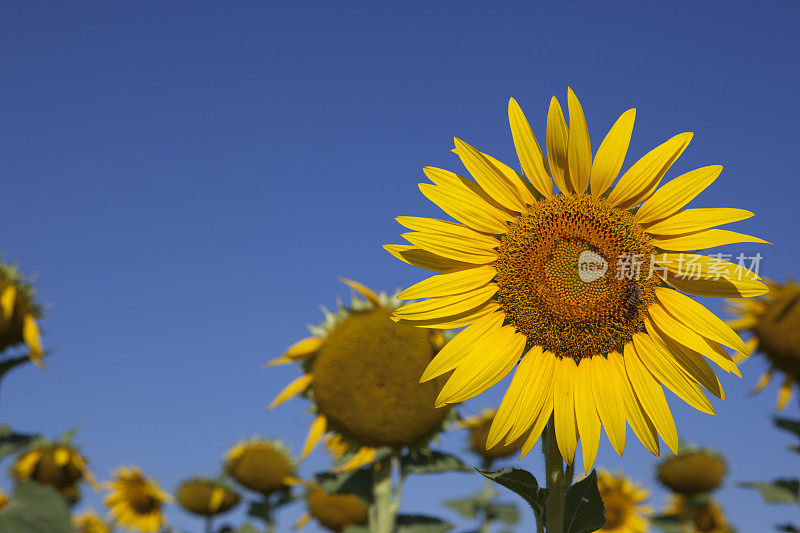 蜜蜂在向日葵