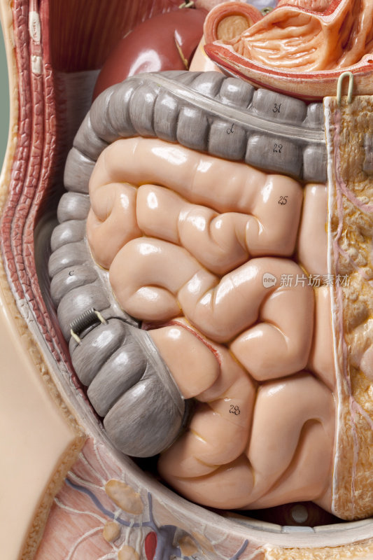 人体解剖学的模型。肠。