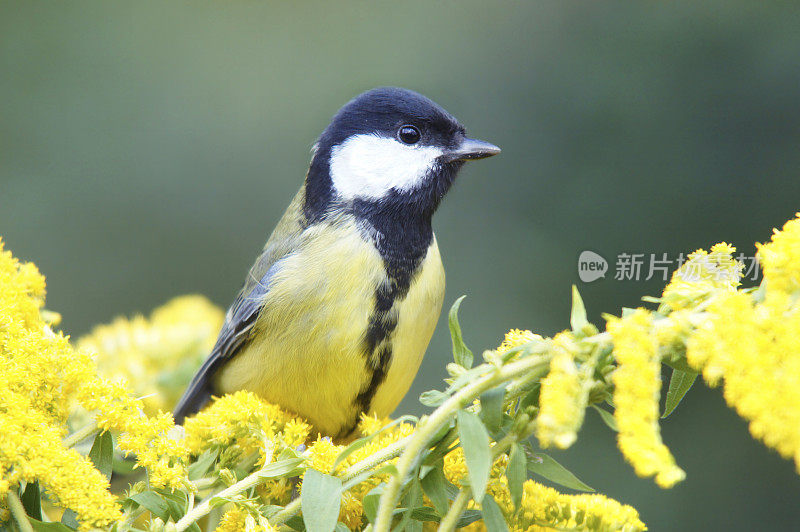 大山雀上的金冠花