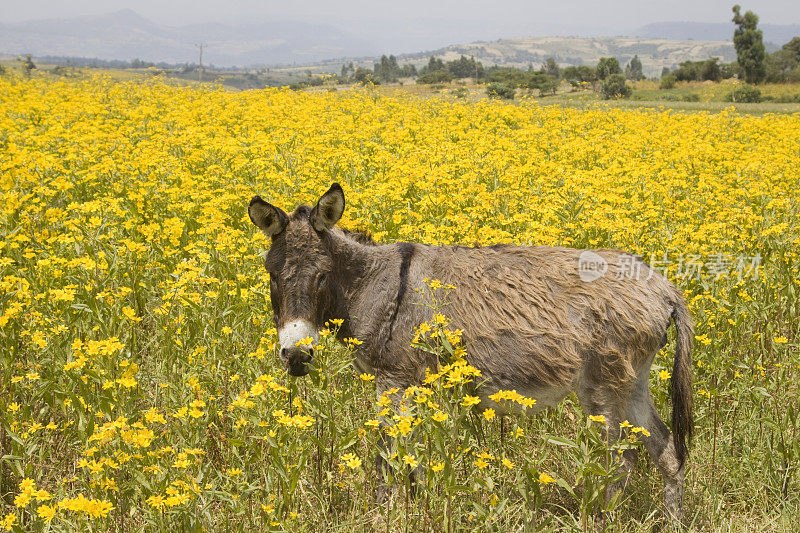 埃塞俄比亚Flowerfield的驴子