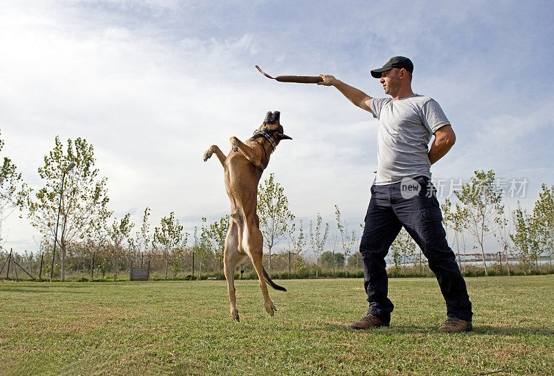 警犬训练