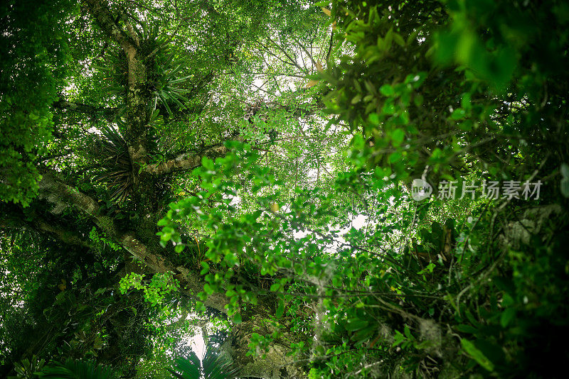 丛林背景