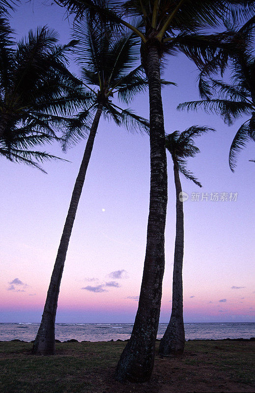 夏威夷考艾岛黄昏的棕榈树