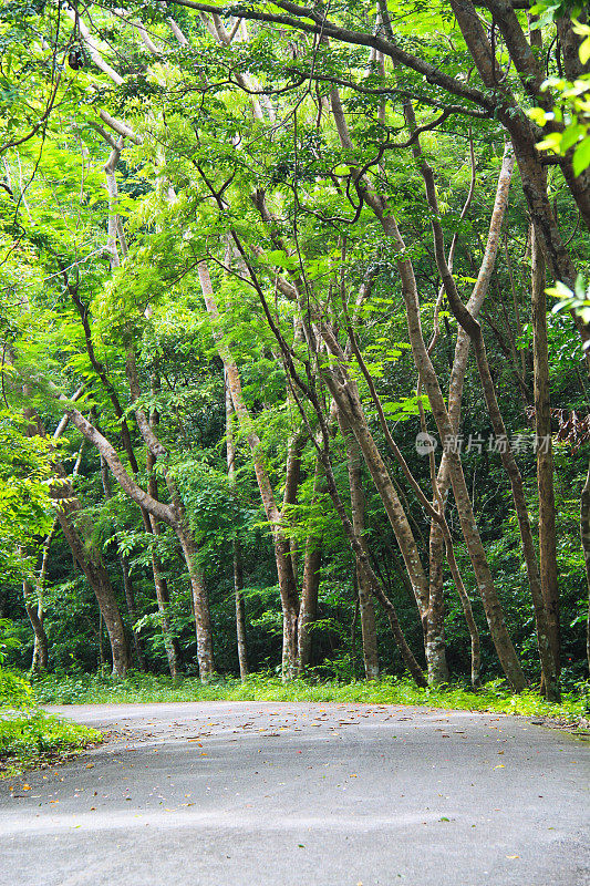 通往丛林的绿色小路。