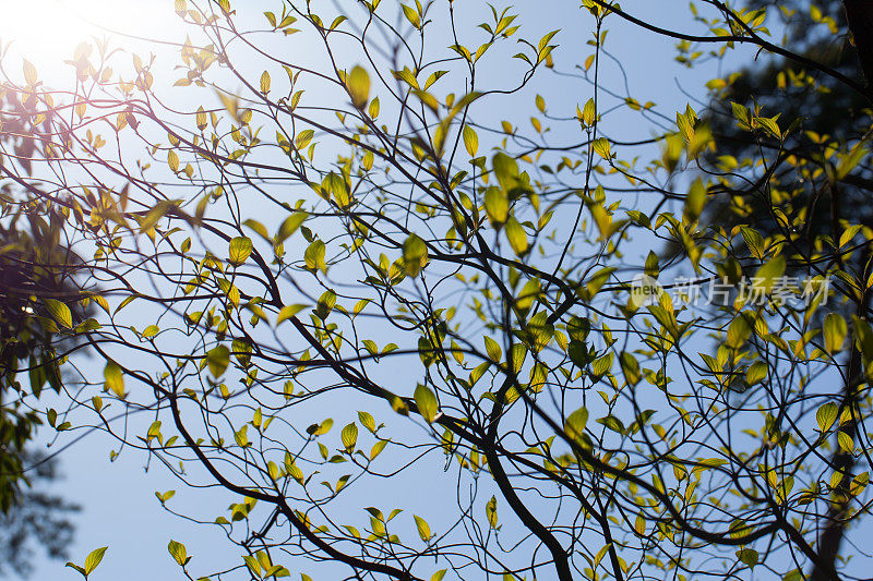 新鲜的叶山茱萸(山茱萸佛罗里达)和阳光