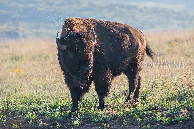 被苍蝇围攻的野牛公牛，威奇托山脉，俄克拉荷马州