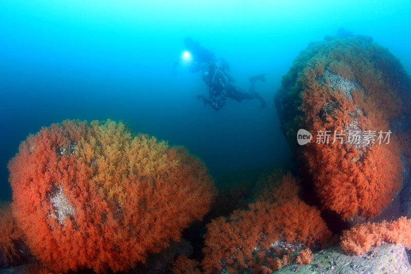 香港的软珊瑚