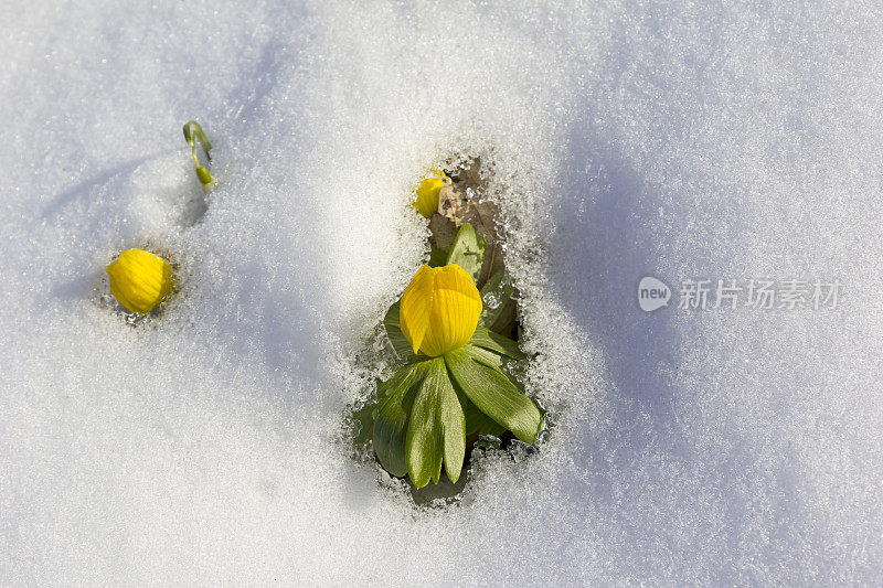 雪中的花，叶兰