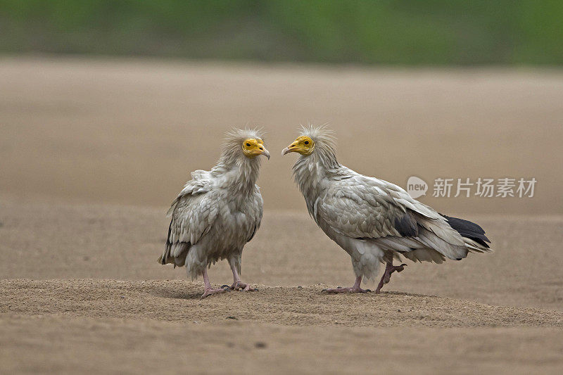 一对秃鹫玩