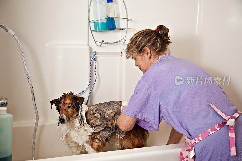 狗美容师给一只设得兰牧羊犬洗澡