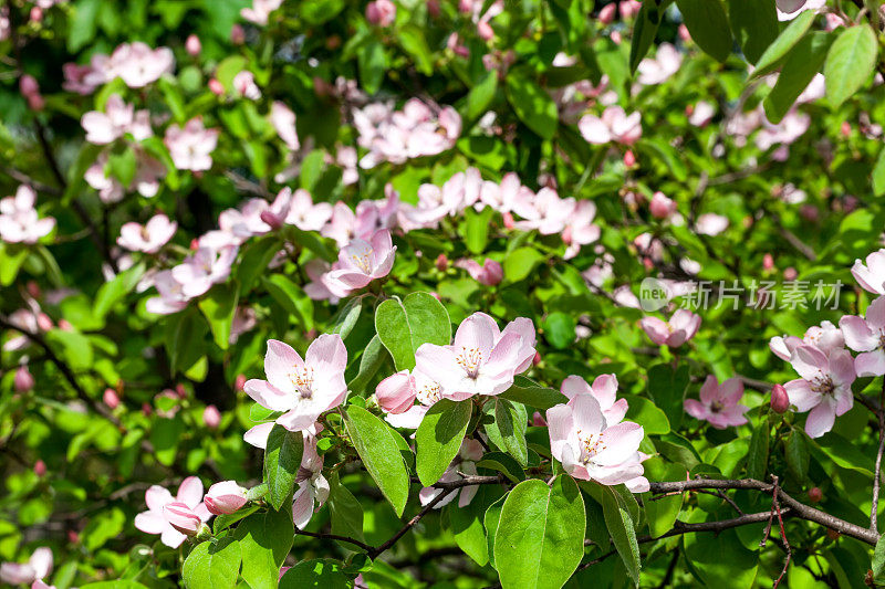 苹果花