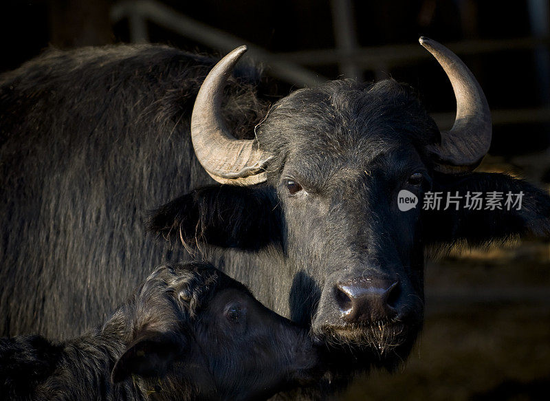 水牛妈妈和小牛