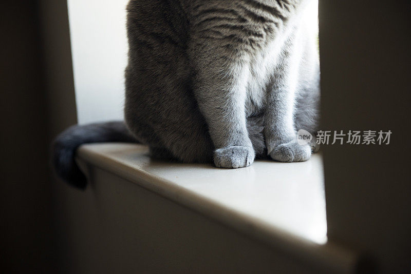 下面的猫