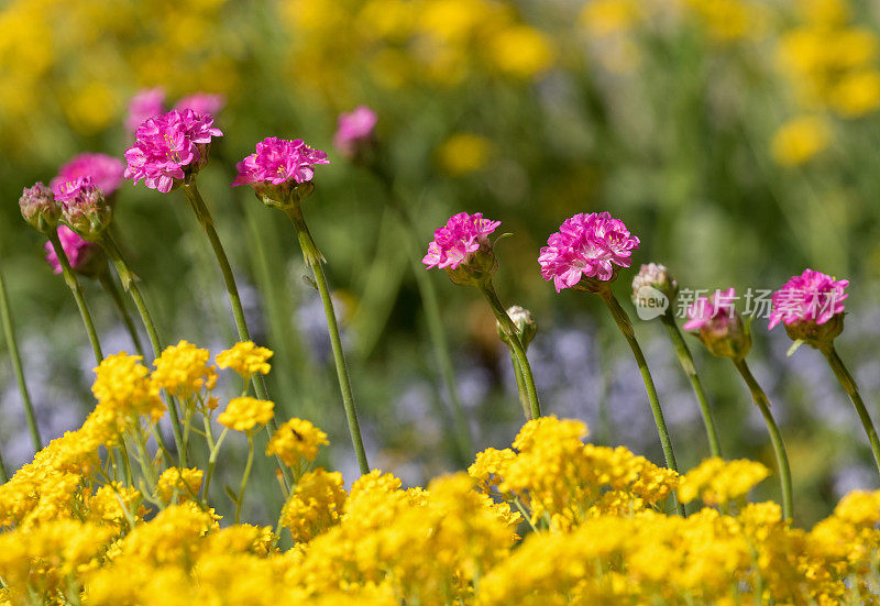 Armeria，女士坐垫或海粉