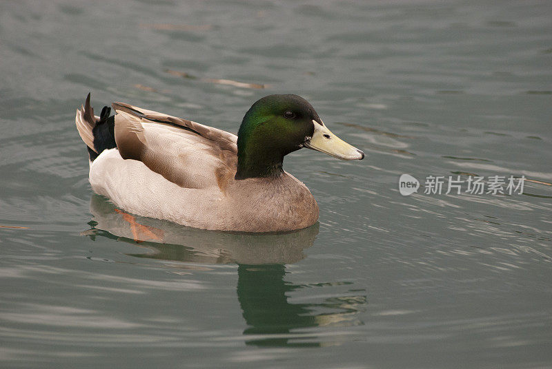 雄性绿头鸭在水中划桨