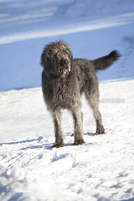 雪地里的狼猎犬