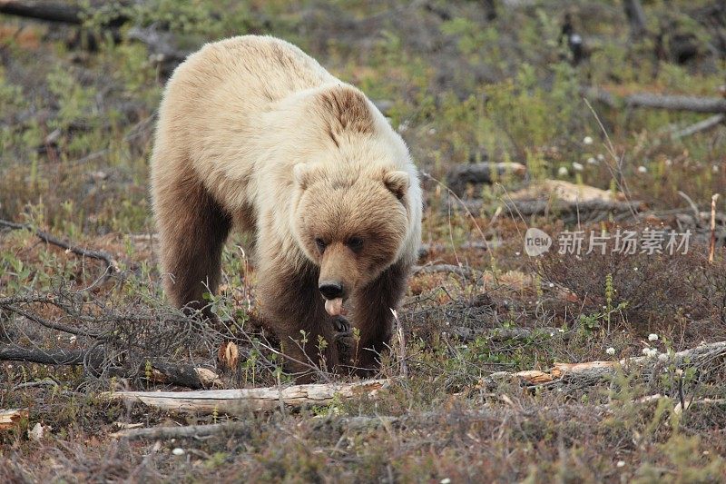 加拿大育空地区鹰平原附近的灰熊。