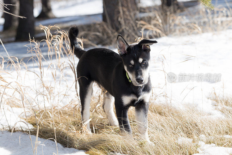 西伯利亚猎犬幼犬3个月大