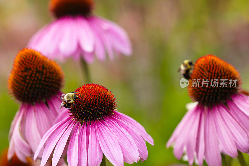 大黄蜂在松果菊