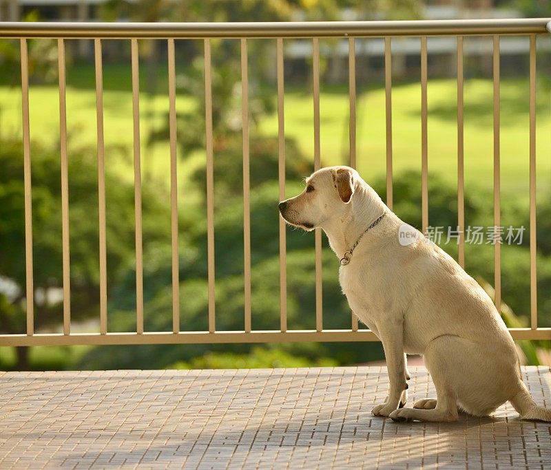 拉布拉多寻回犬