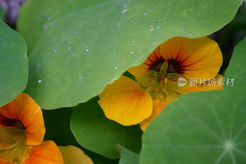 旱金莲花藏在树叶下，带着雨滴