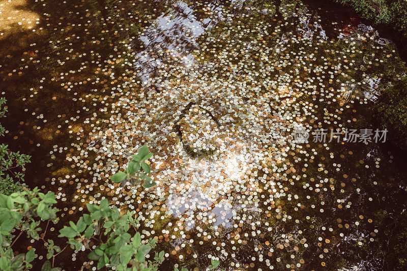装满硬币的湖