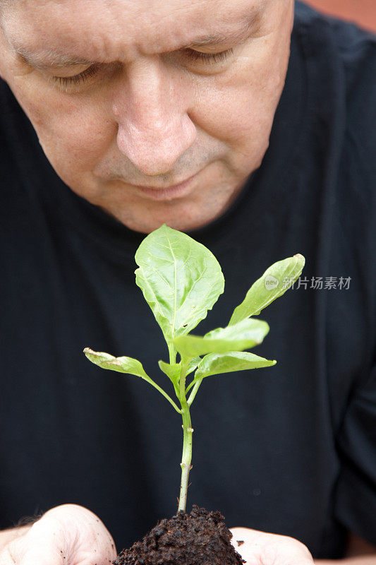 男人的手捧着新生长的植物