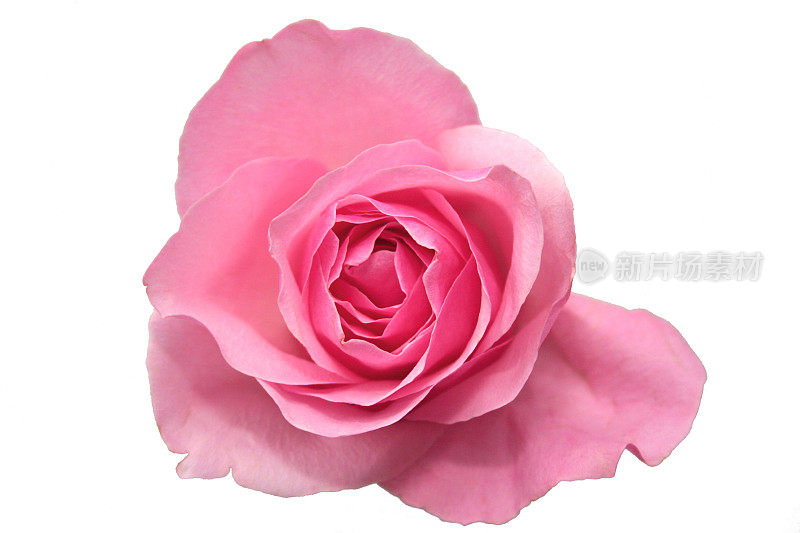 粉色玫瑰孤立