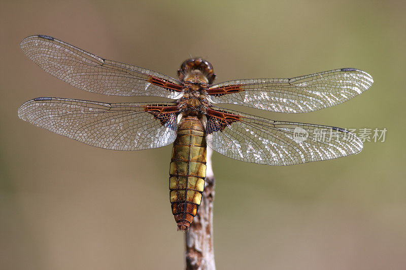 雌性体型宽阔的追逐蜻蜓