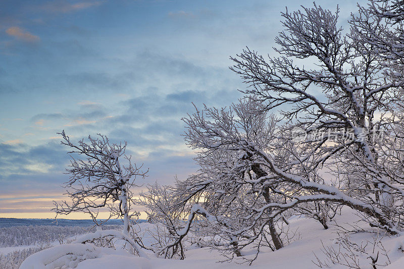 挪威山区初冬清晨的结霜白桦树