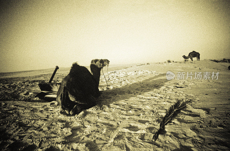 撒哈拉沙漠中休息的骆驼