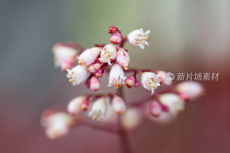 初露头角的花