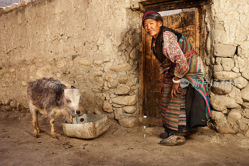 西藏妇女在喂养牦牛