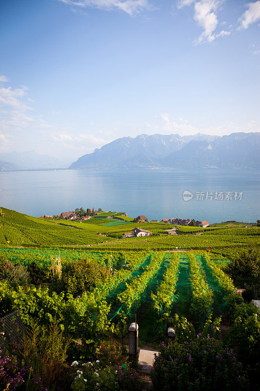 瑞士蒙特勒勒曼湖周围的葡萄园