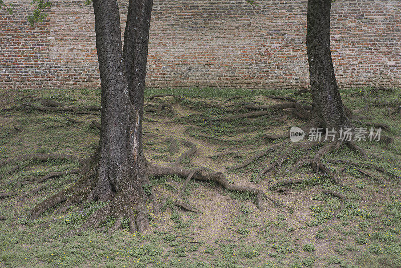 后院裸露的树根