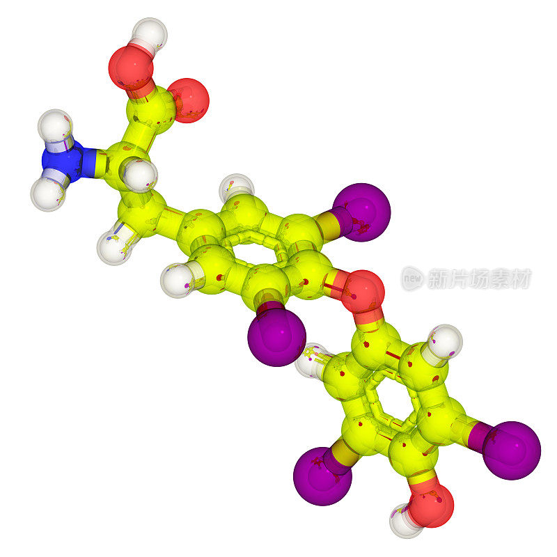 药物模型：甲状腺素