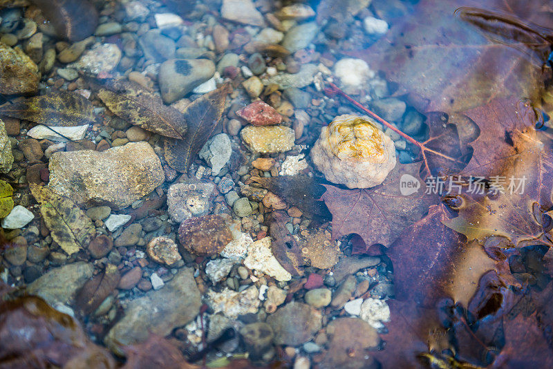 河床上有岩石和树叶