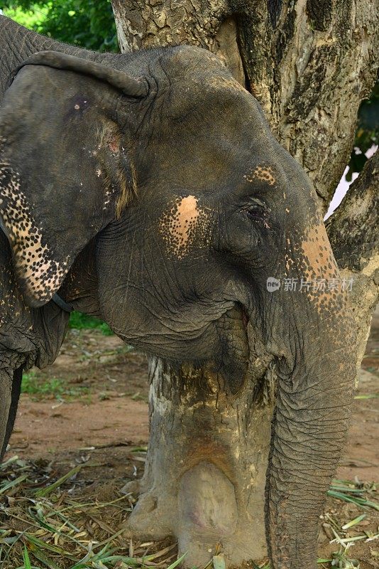 印度大象,泰国。