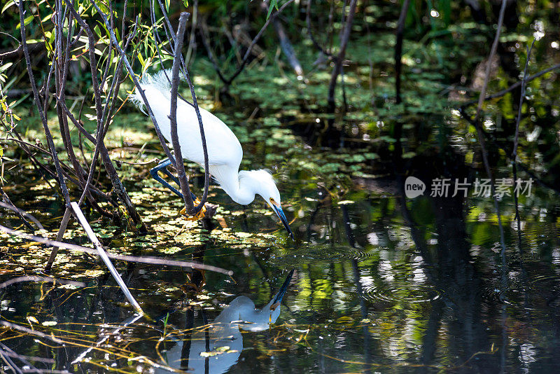 饮酒白鹭