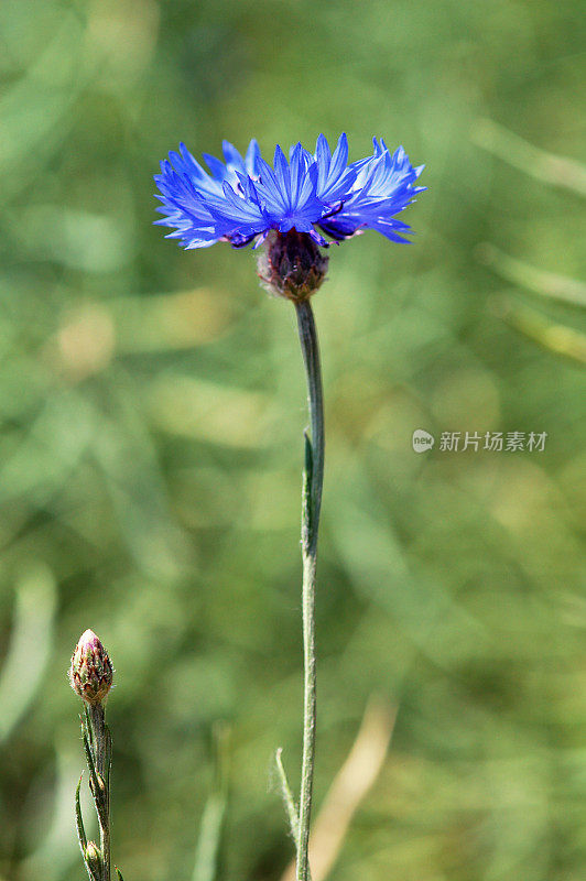 蓝色矢车菊