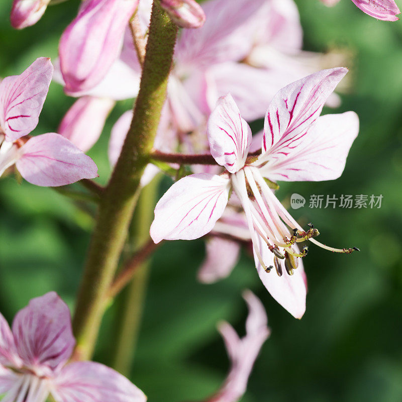 白杨花-气体植物-燃烧灌木