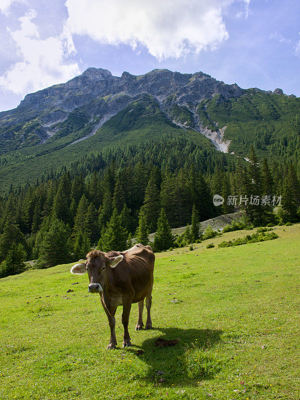 山里的牛