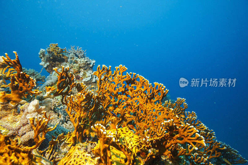 珊瑚礁海洋生物火珊瑚水下摄影